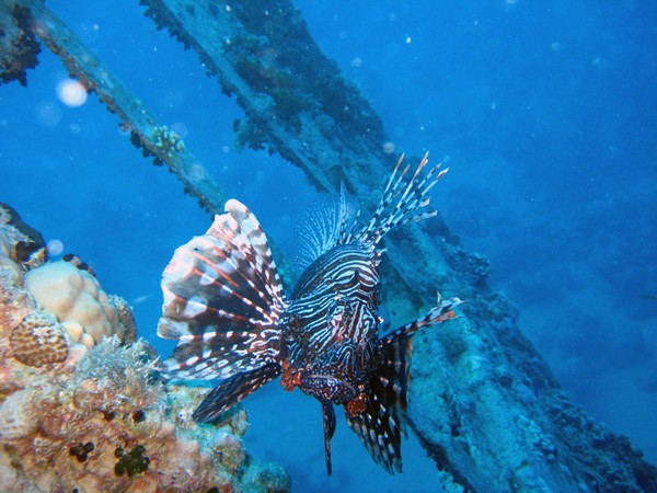 Сафари 07-2011 Сафари 07-2011