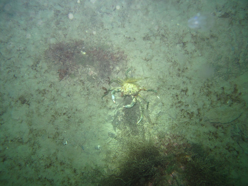 krabmestn4635.jpg krabmestn4635.jpg