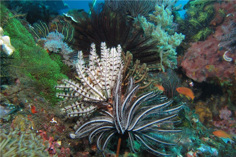 Индонезия 2011 Индонезия 2011