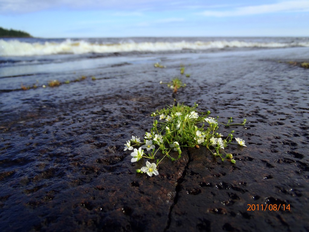 Ладога 2011. Морской Охотник. Ладога 2011. Морской Охотник.