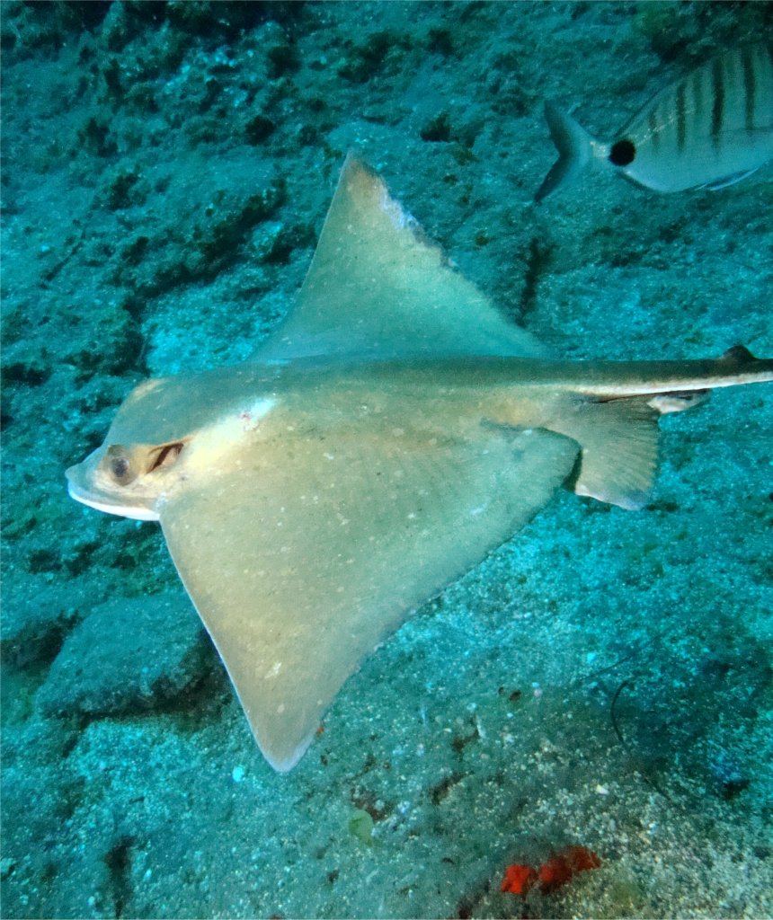 Морской кот