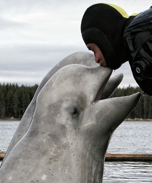 Белое. Полярный круг