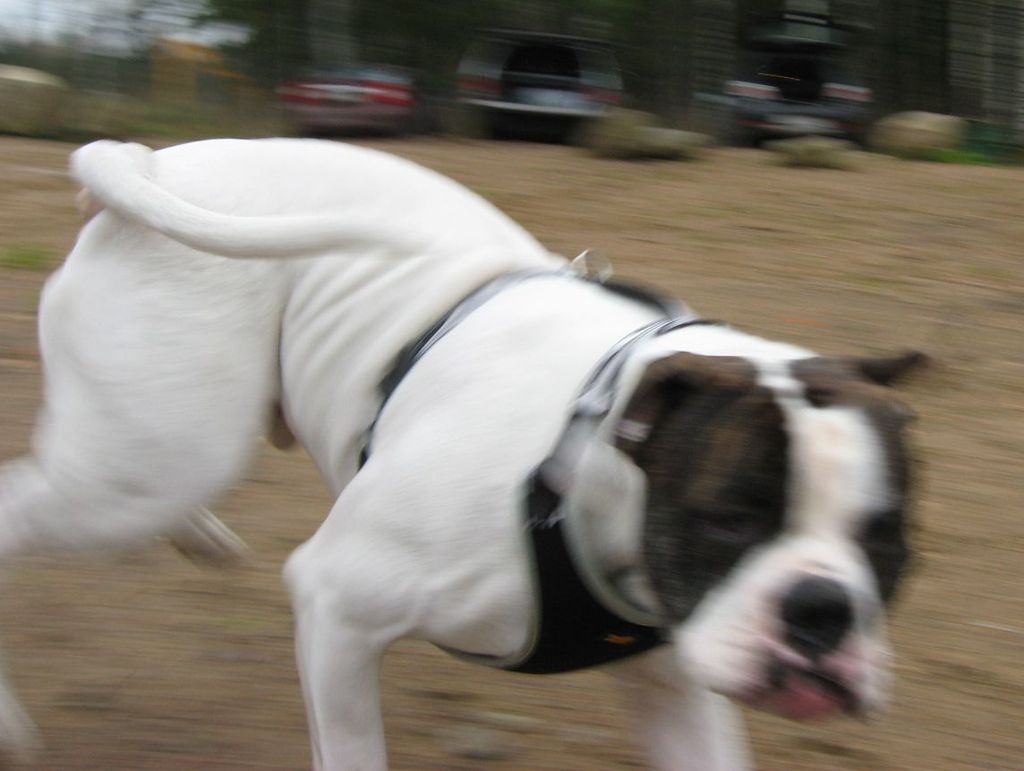 Жабий 16.10.11 Жабий 16.10.11