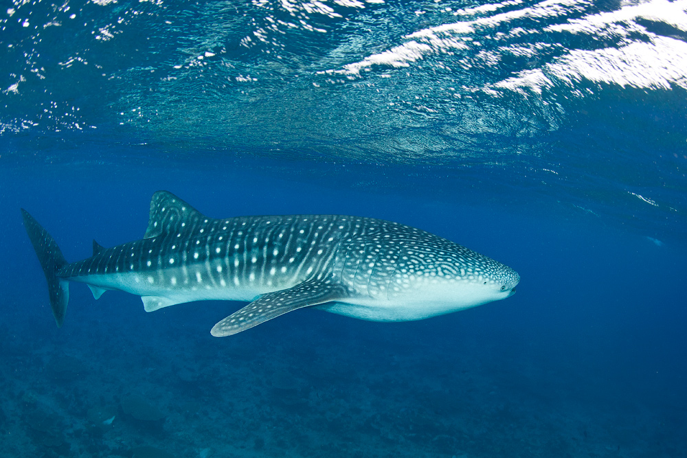 Мальдивы, Carpe Vita, ноябрь 2011