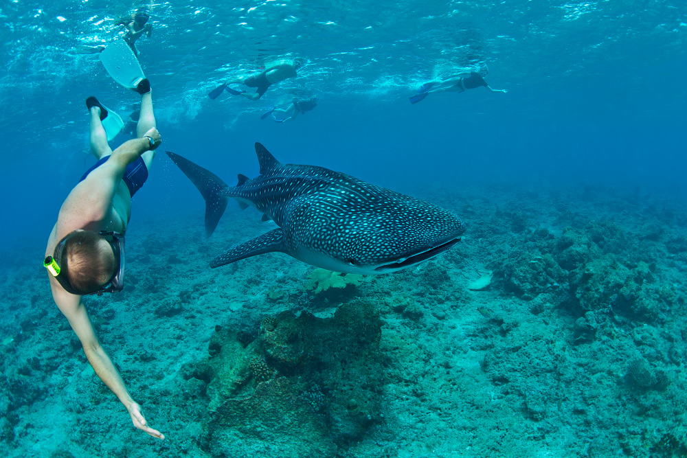 Мальдивы, Carpe Vita, ноябрь 2011 Мальдивы, Carpe Vita, ноябрь 2011