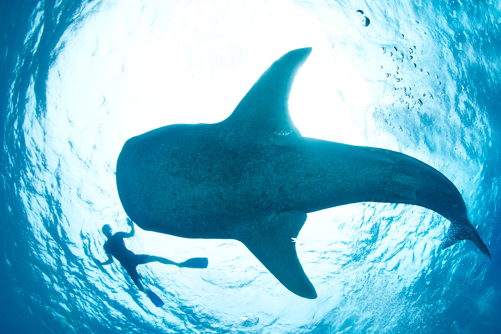 Мальдивы, Carpe Vita, ноябрь 2011