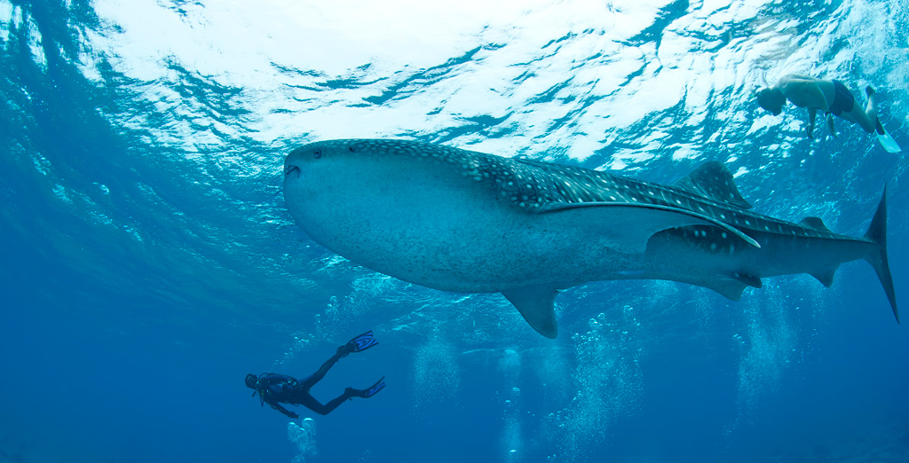 Мальдивы, Carpe Vita, ноябрь 2011