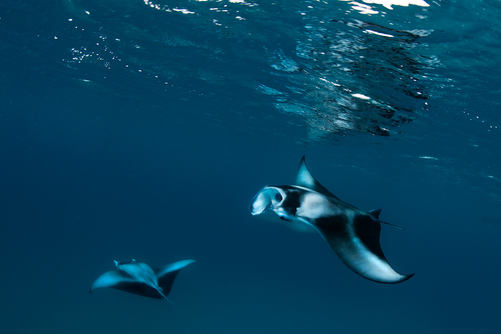 Мальдивы, Carpe Vita, ноябрь 2011