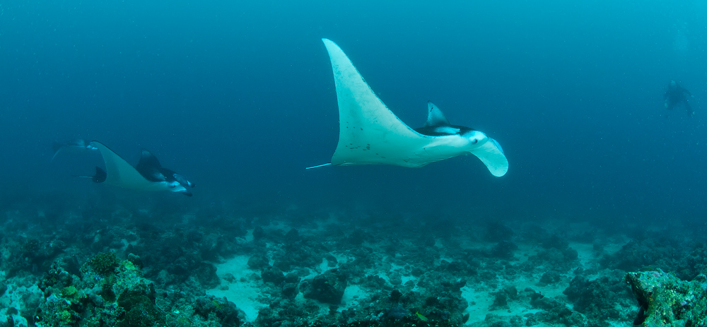 Мальдивы, Carpe Vita, ноябрь 2011