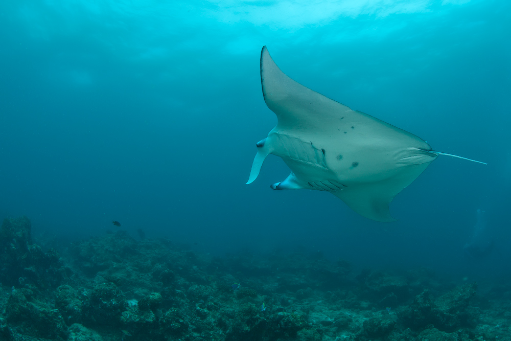 Мальдивы, Carpe Vita, ноябрь 2011