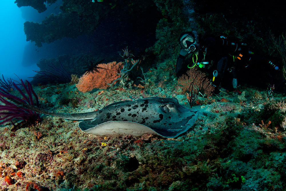 Мальдивы, Carpe Vita, ноябрь 2011 Мальдивы, Carpe Vita, ноябрь 2011