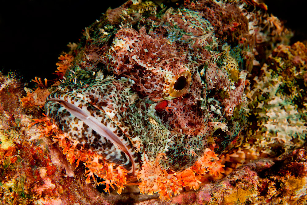 Мальдивы, Carpe Vita, ноябрь 2011 Мальдивы, Carpe Vita, ноябрь 2011