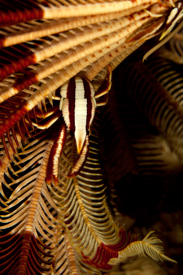 Мальдивы, Carpe Vita, ноябрь 2011 Мальдивы, Carpe Vita, ноябрь 2011