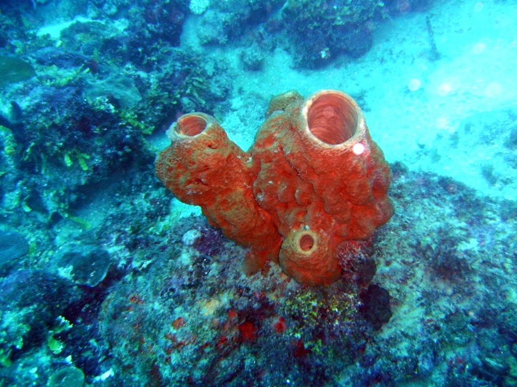 День Мирового Океана в Бока Чике. Доминикана День Мирового Океана в Бока Чике. Доминикана