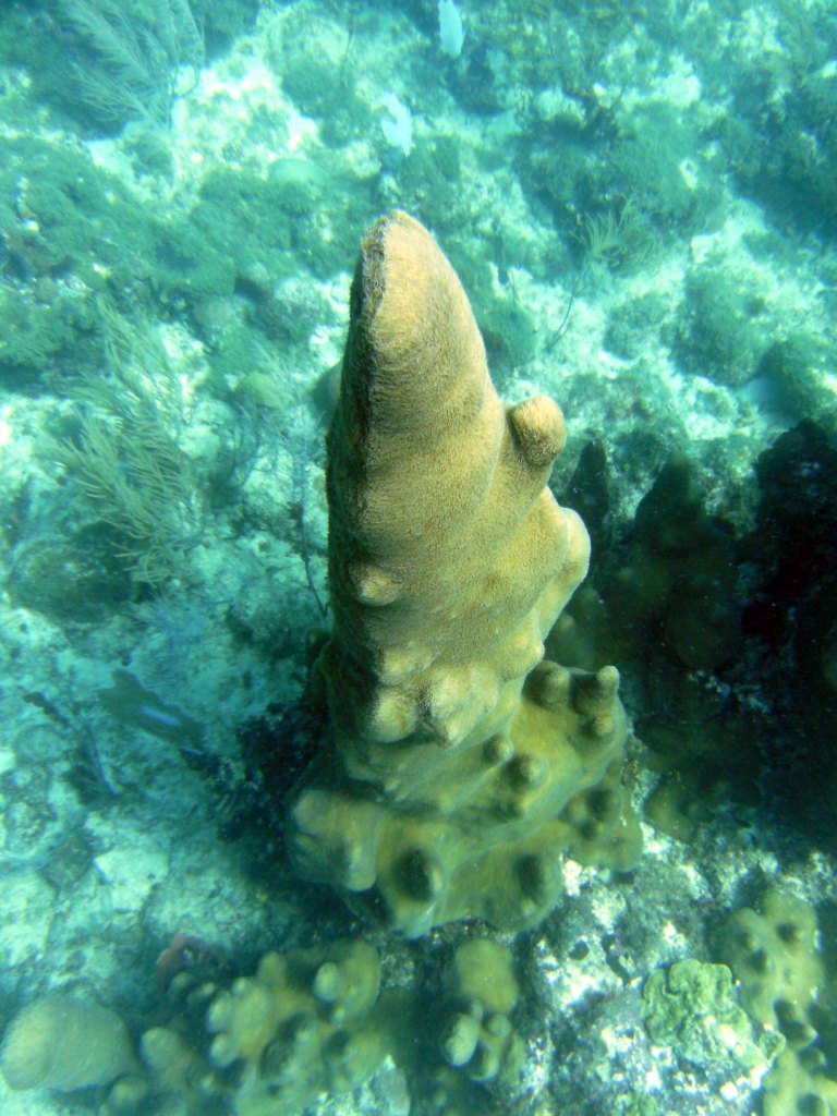 День Мирового Океана в Бока Чике. Доминикана День Мирового Океана в Бока Чике. Доминикана