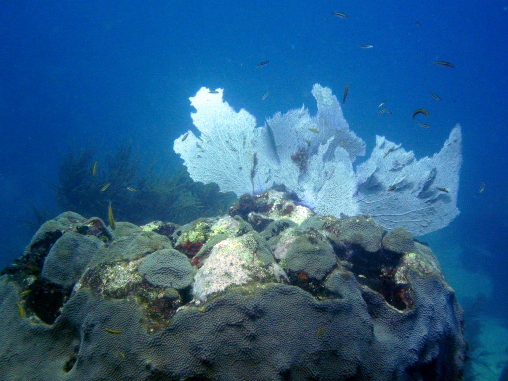 День Мирового Океана в Бока Чике. Доминикана День Мирового Океана в Бока Чике. Доминикана