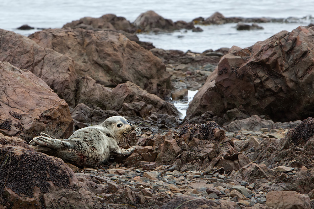 Сахалинская нерпа