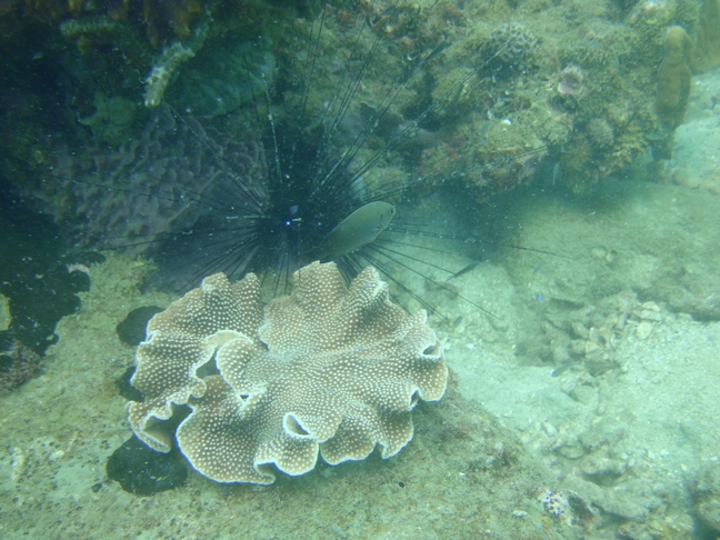 Phu-Quoc Phu-Quoc