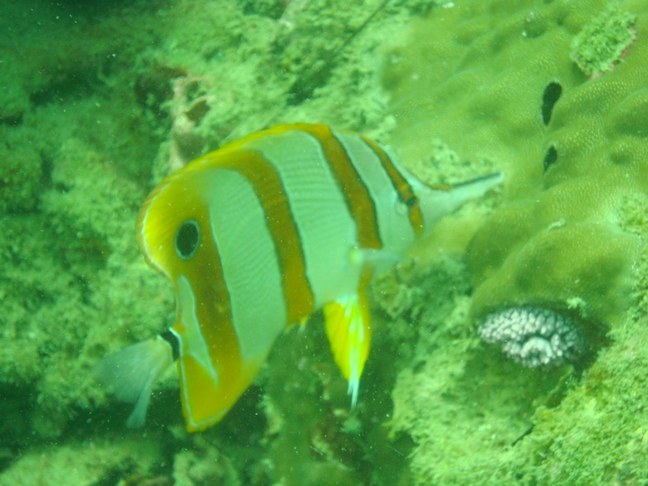 Phu-Quoc Phu-Quoc