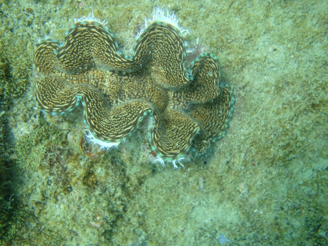 Phu-Quoc Phu-Quoc