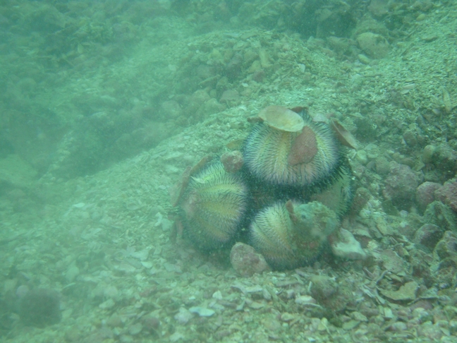 Phu-Quoc Phu-Quoc