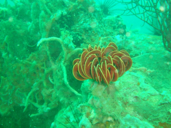 Phu-Quoc Phu-Quoc