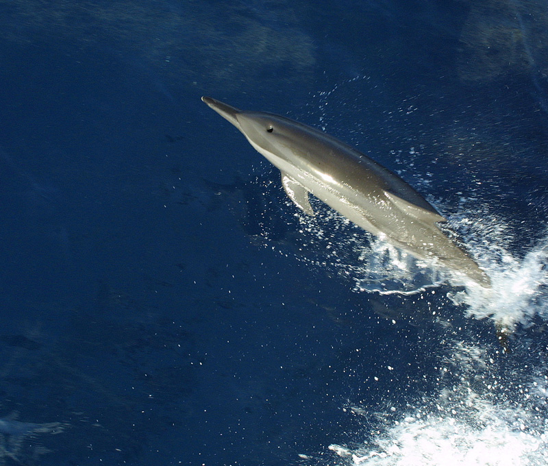 Сафари К.М. 2007