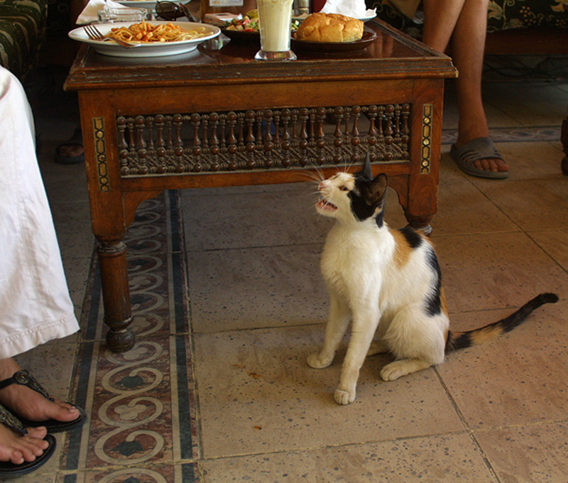 Сафари К.М. 2007