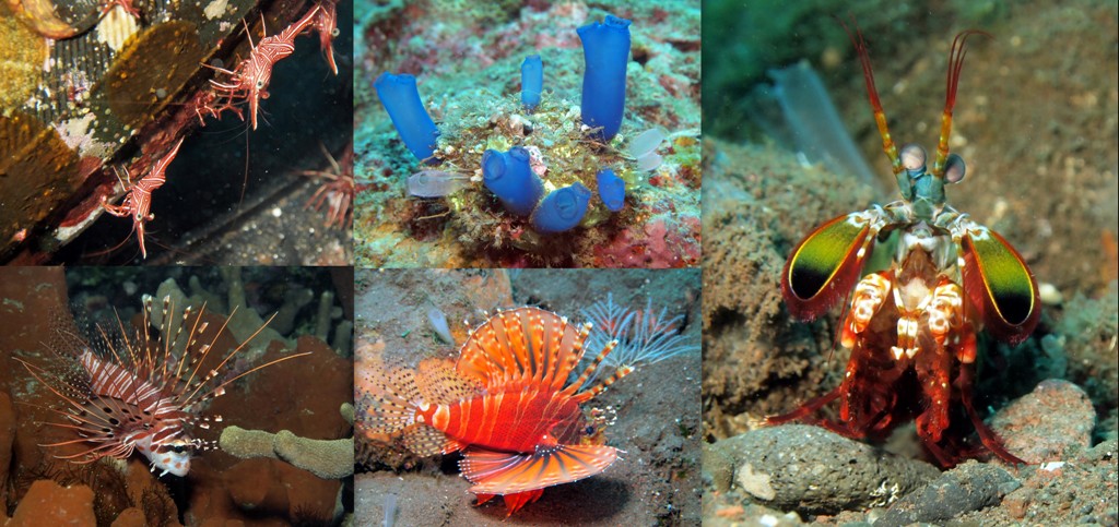 Бали Туламбен