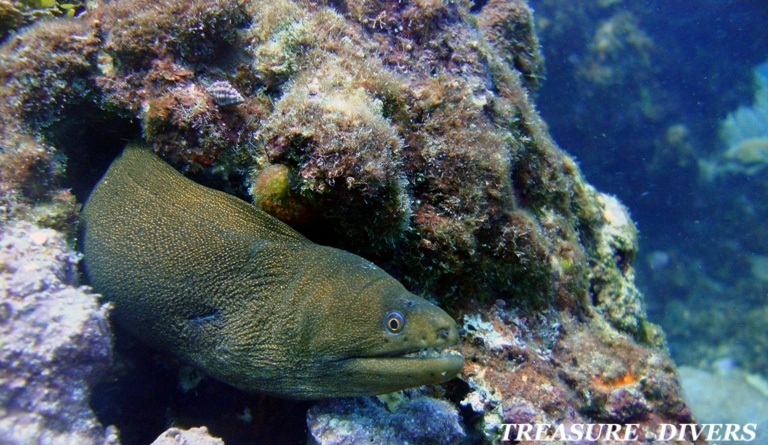 Дайвинг на острове Каталина