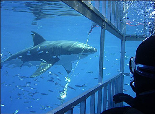 Гон сардин Гон сардин