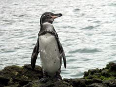 Галапагосы 2012 Галапагосы 2012