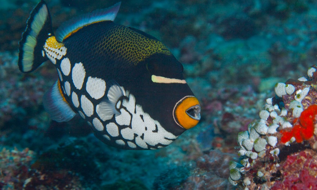 Мальдивы 2012