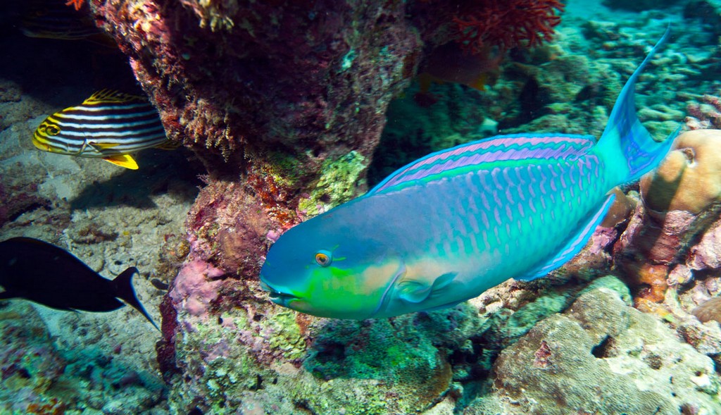 Мальдивы 2012