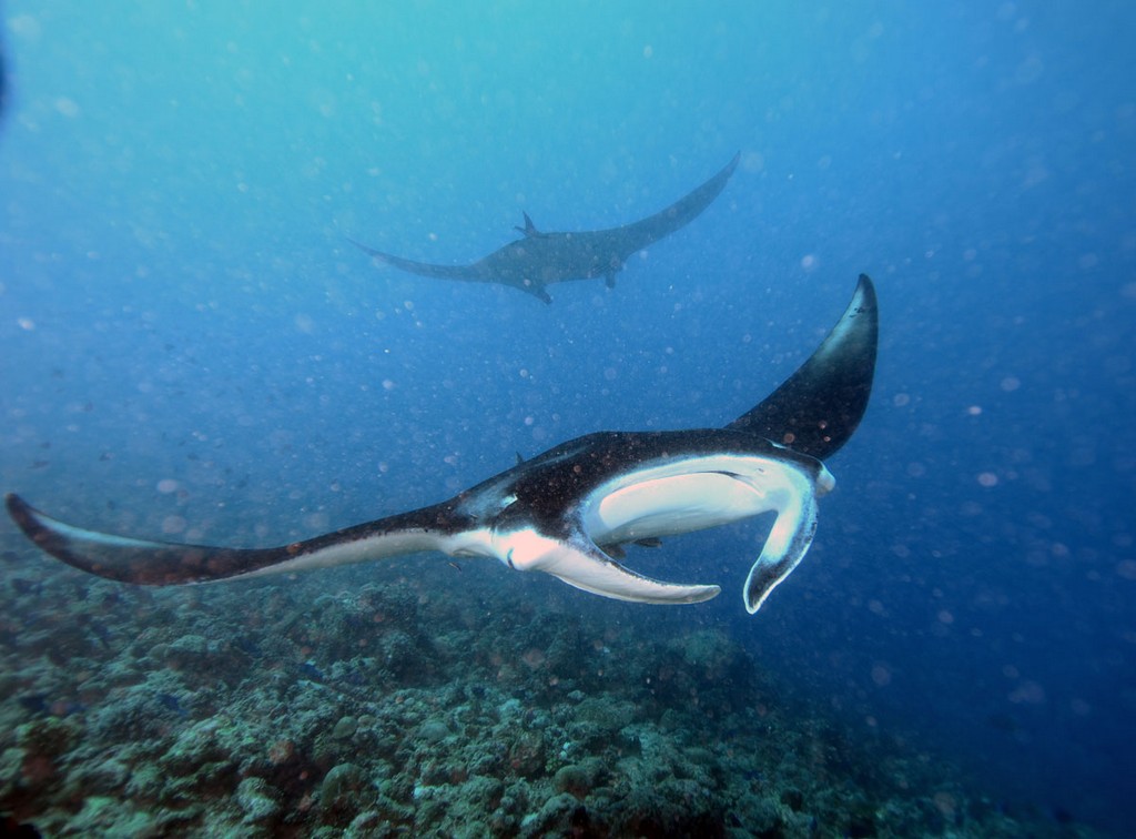 Мальдивы 2012 Мальдивы 2012