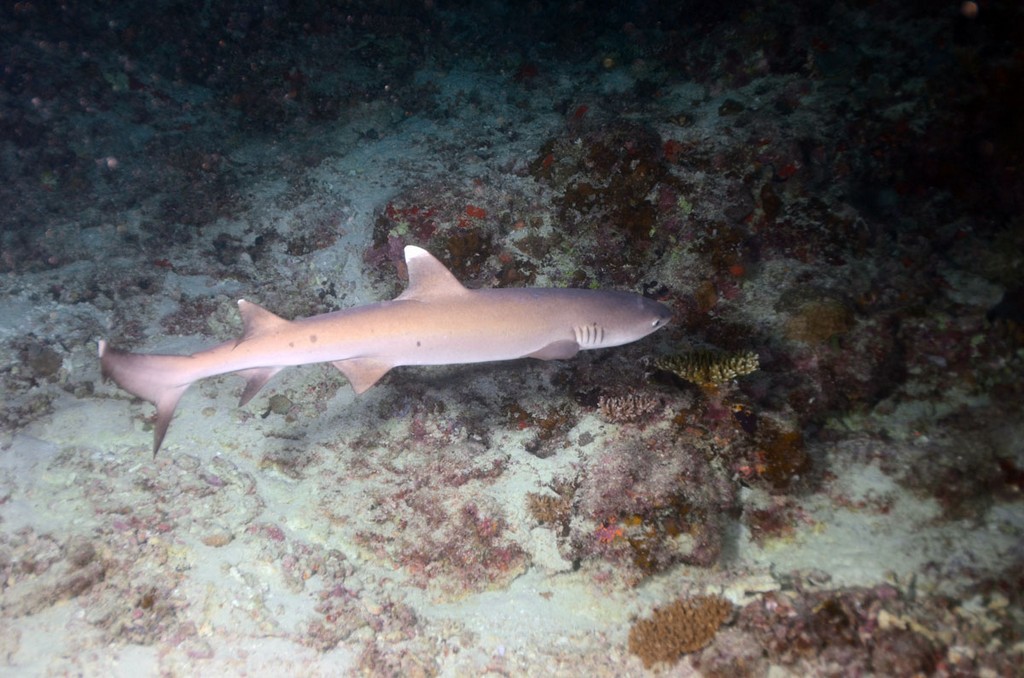 Мальдивы 2012