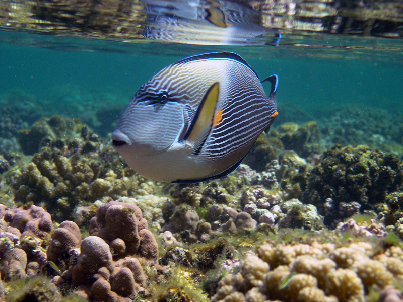 Сафари К.М. 2007