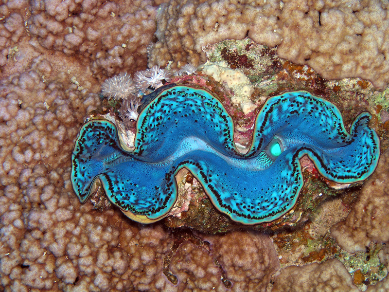 Сафари К.М. 2007