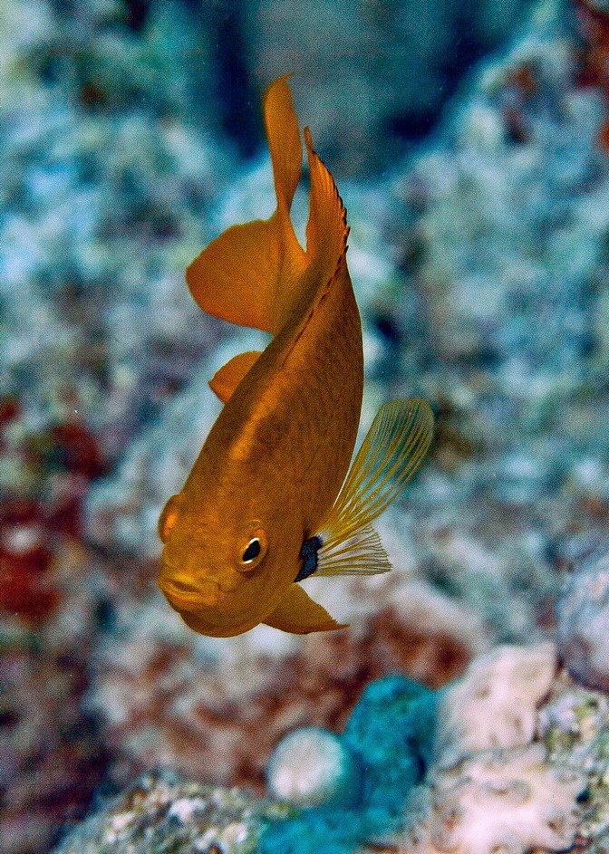 Хургада август 2011