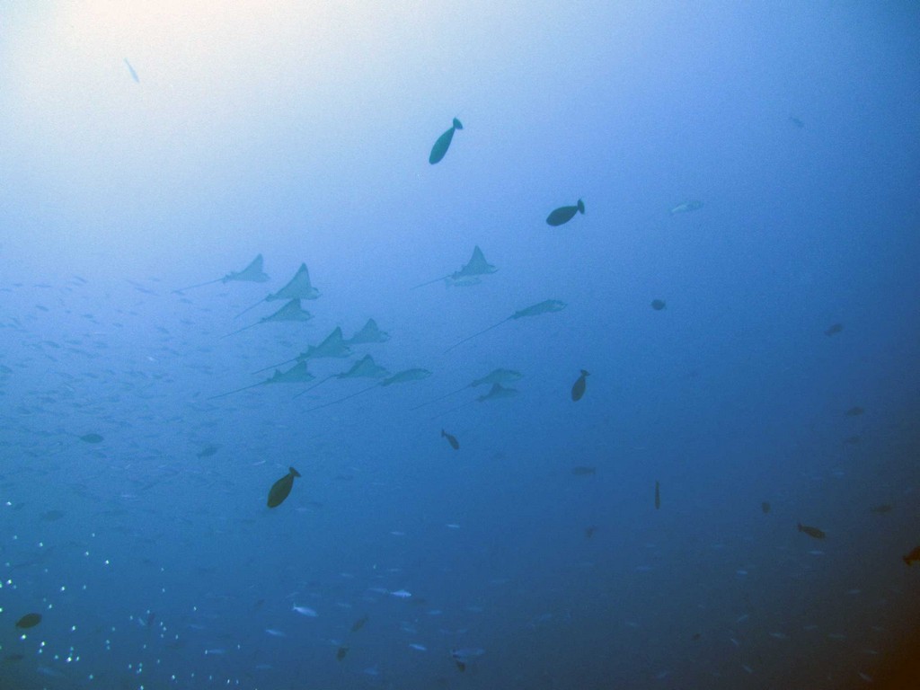 Мальдивы март 2011