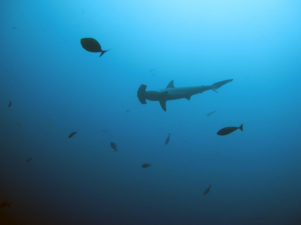 Мальдивы март 2011