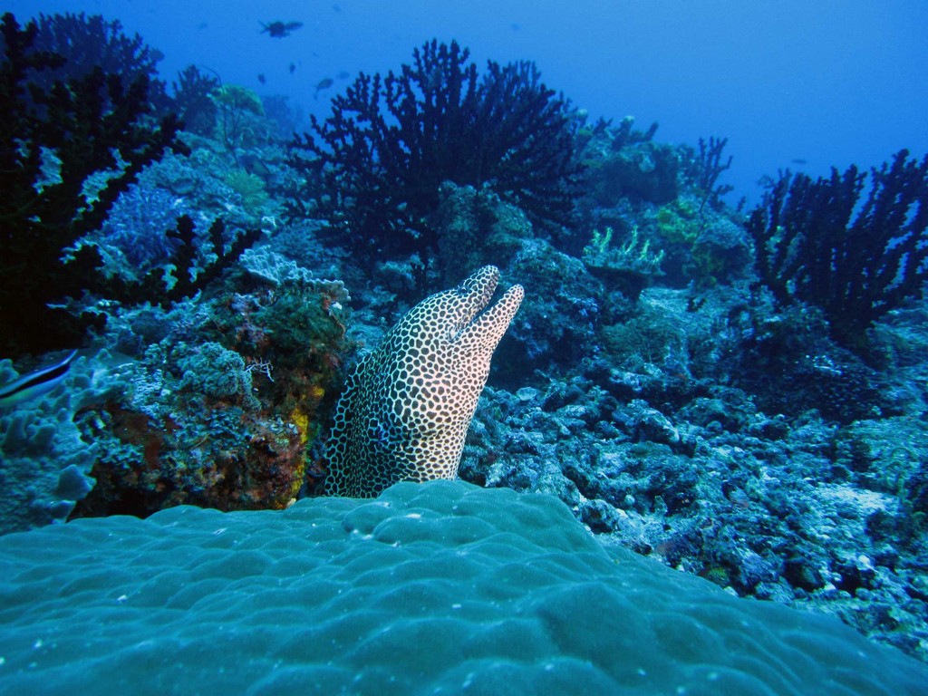 Мальдивы март 2011