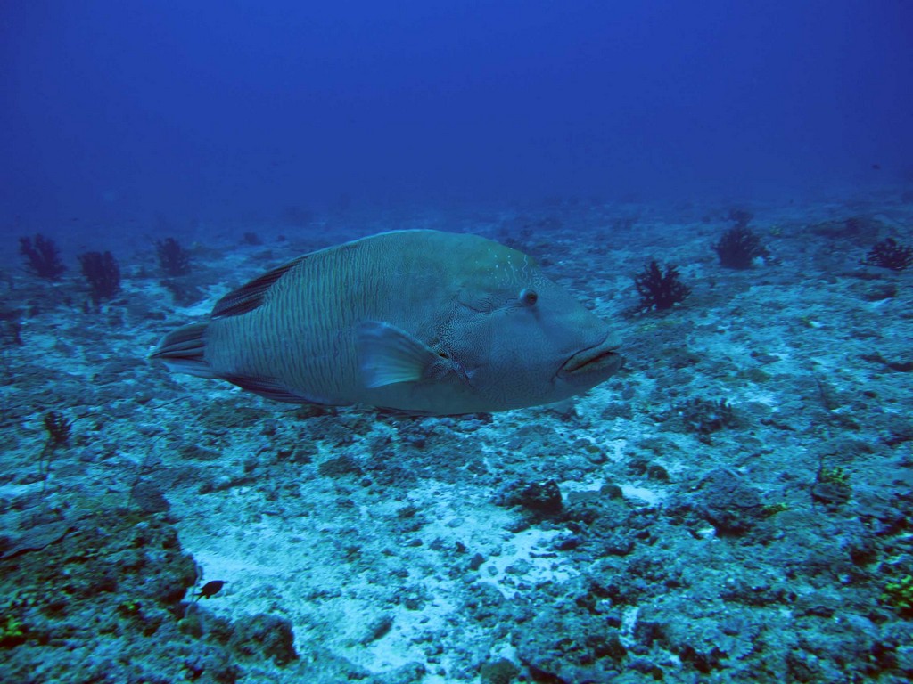 Мальдивы март 2011