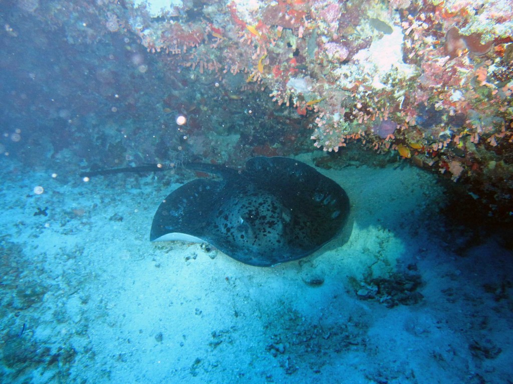 Мальдивы март 2011