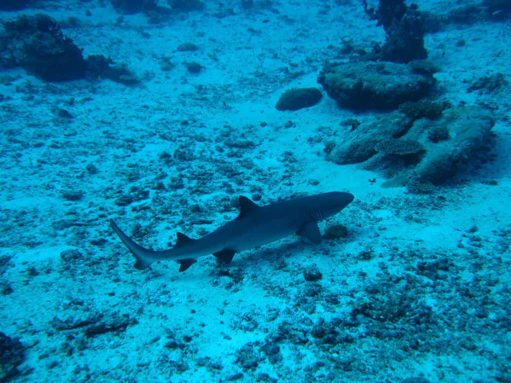 Мальдивы март 2011 Мальдивы март 2011