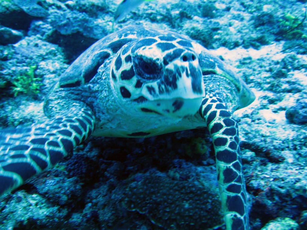 Мальдивы март 2011