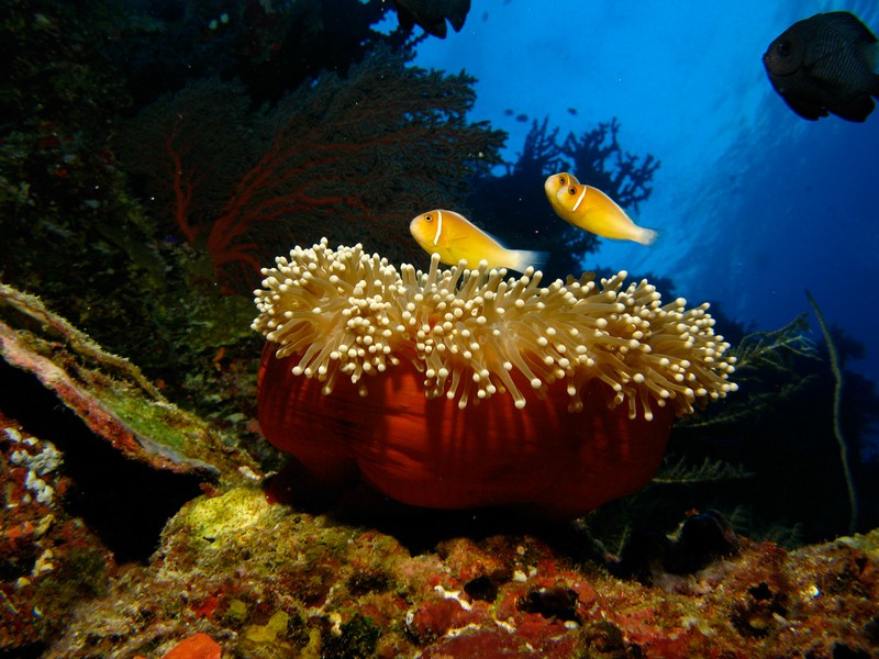 Палау_ноябрь 2010