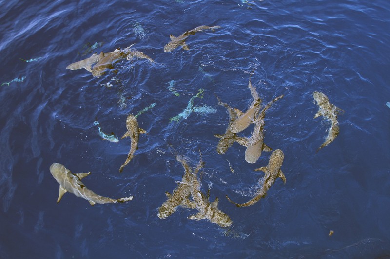 Палау_ноябрь 2010