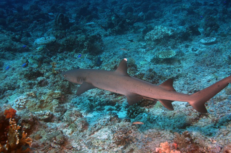 Палау_ноябрь 2010