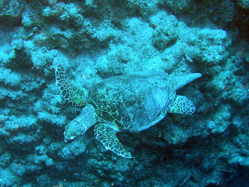 Внимание! Черепаха! Внимание! Черепаха!